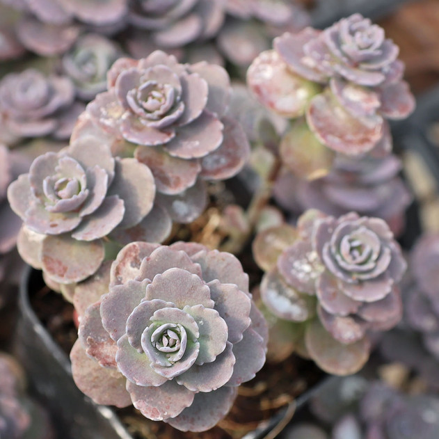 Sedum spurium 'Ayers Rock'