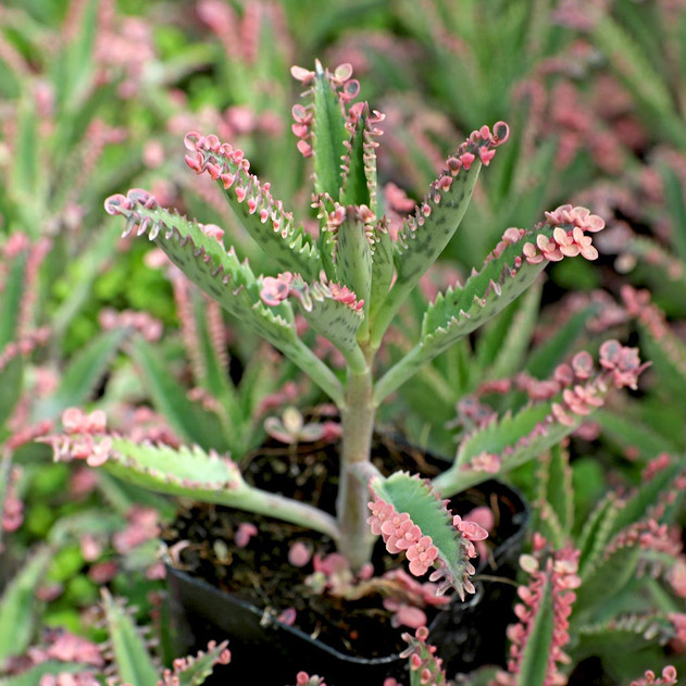 Kalanchoe 'Pink Butterflies' - Large