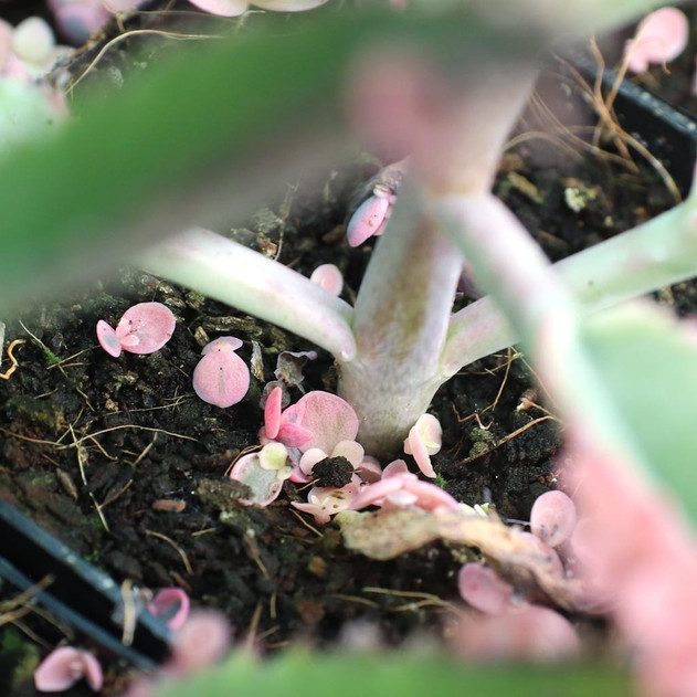 Offsets fall off easily