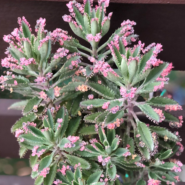 Kalanchoe 'Pink Butterflies' (Photo by Reddit user themanhammer84)