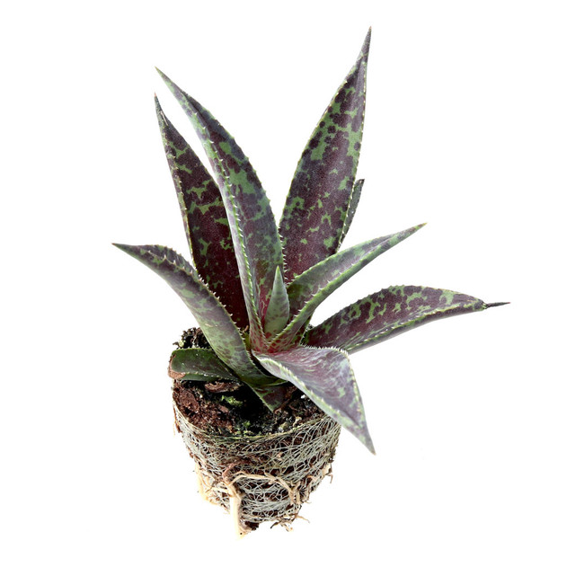 Mangave 'Blazing Saddles'