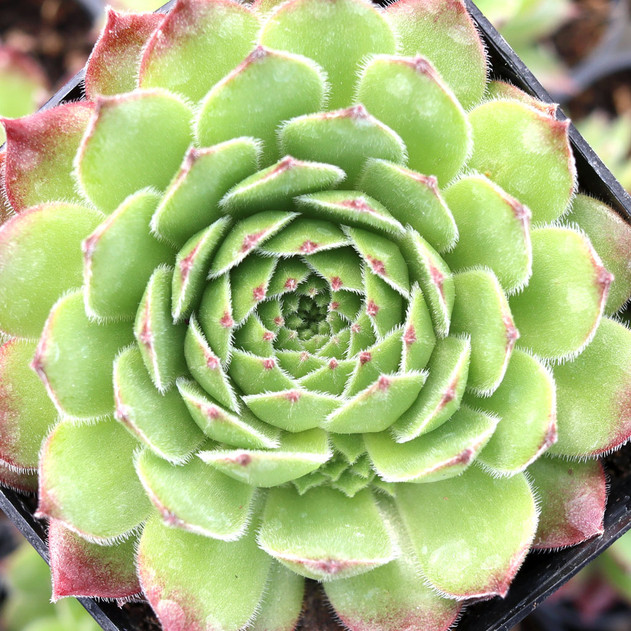 Sempervivum 'T'Pol'