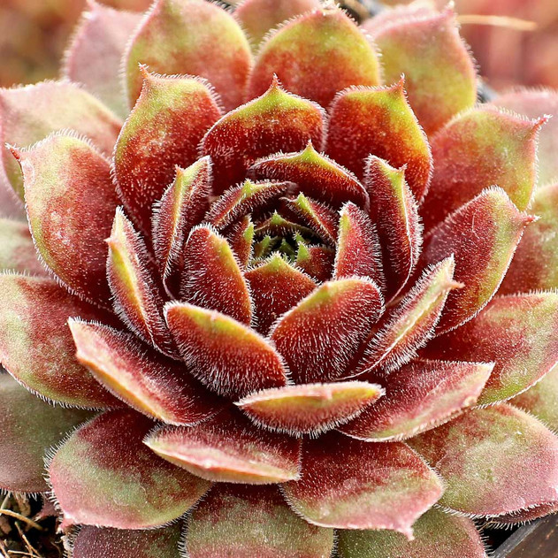 Sempervivum 'Happy' - March
