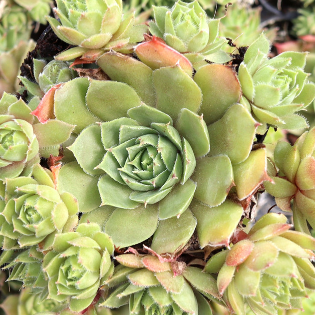 Sempervivum 'Sassy Frass' - Summer