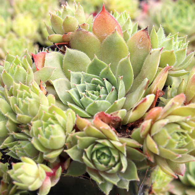 Sempervivum 'Sassy Frass' - Summer - Alt View