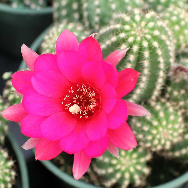 Echinopsis 'Rose Quartz' [large] (Flower)