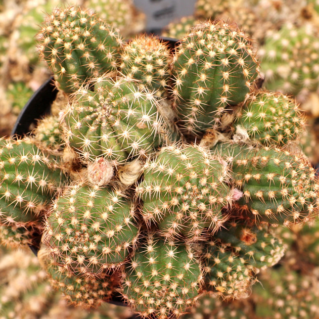 Echinopsis 'Rose Quartz' - August