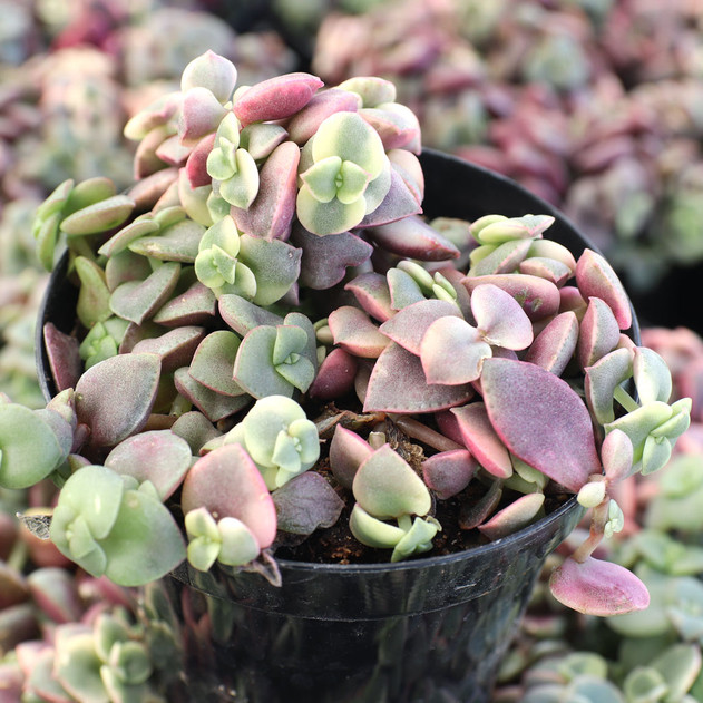 Crassula pellucida ssp. marginalis f. rubra