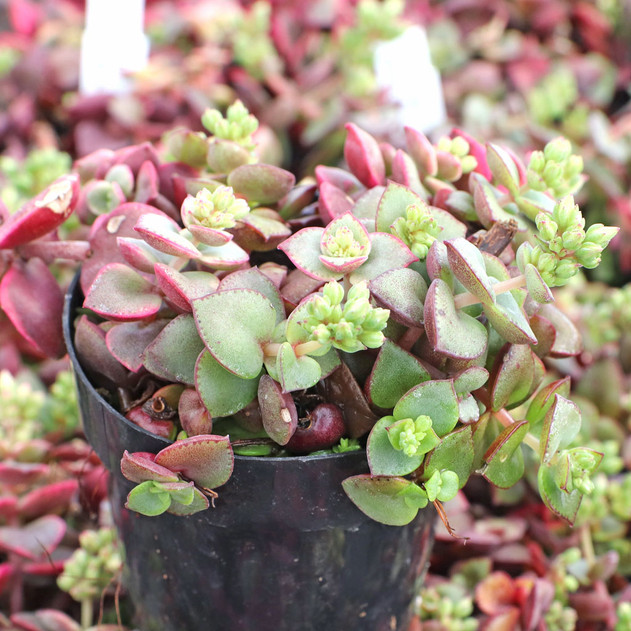 Crassula pellucida ssp. marginalis f. rubra (side view) - March