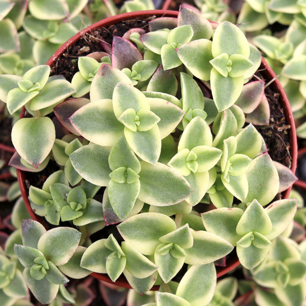 Crassula pellucida f. variegata - Calico Kitten - August