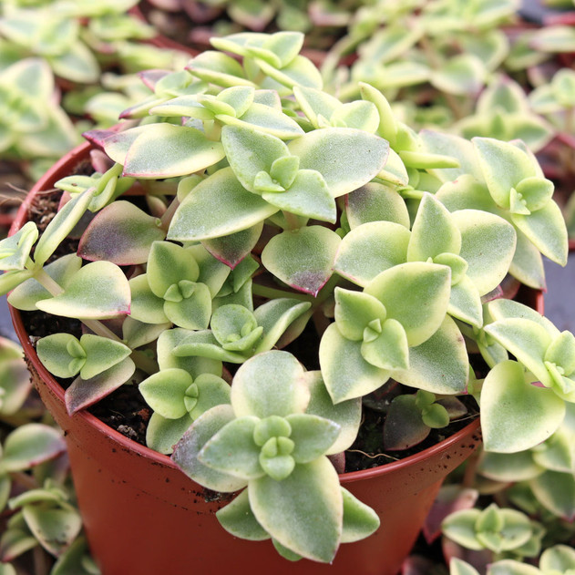 Crassula pellucida f. variegata - Calico Kitten - August