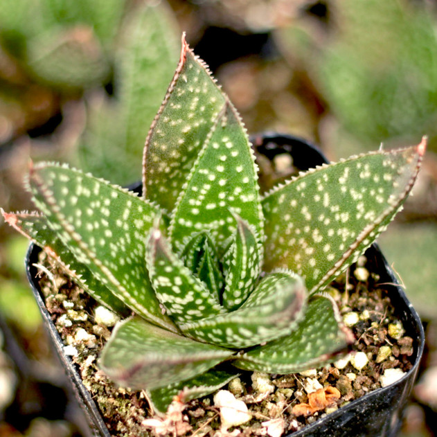 Gasteraloe beguinii (Young)