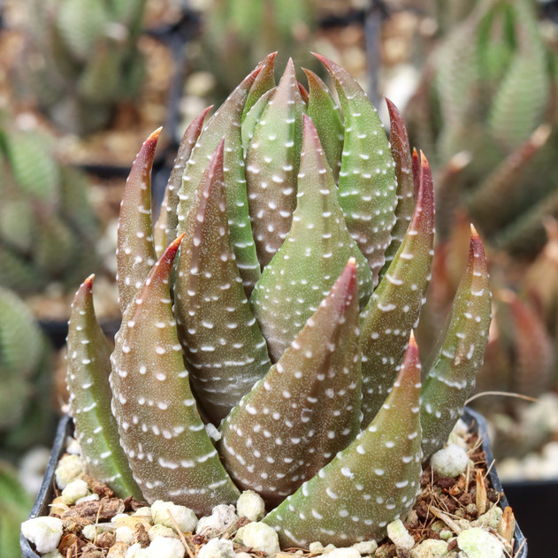 Haworthiopsis coarctata var. coarctata