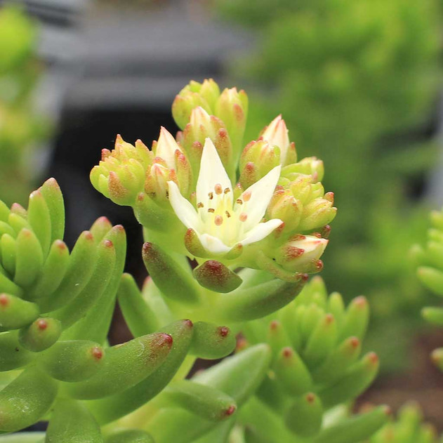 Sedum 'Spiral Staircase' (Bloom)