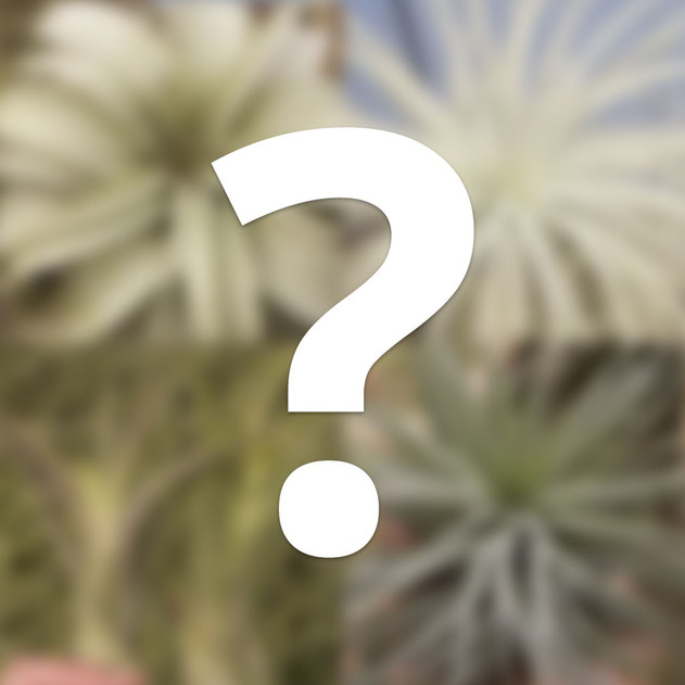 Mystery Air Plant [unlabeled]