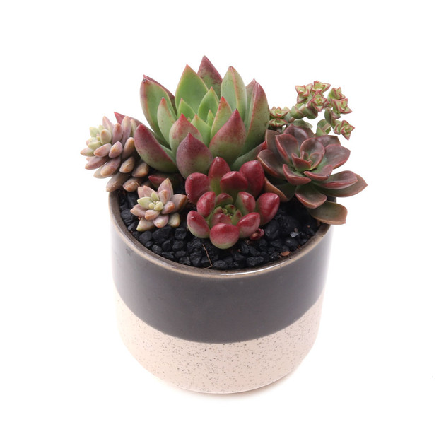 Miguel Pot 3.25" x 2.75"