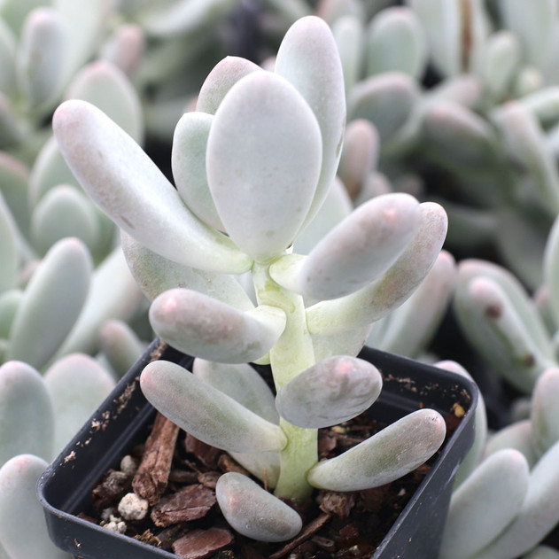 Pachyphytum 'Blue Haze'