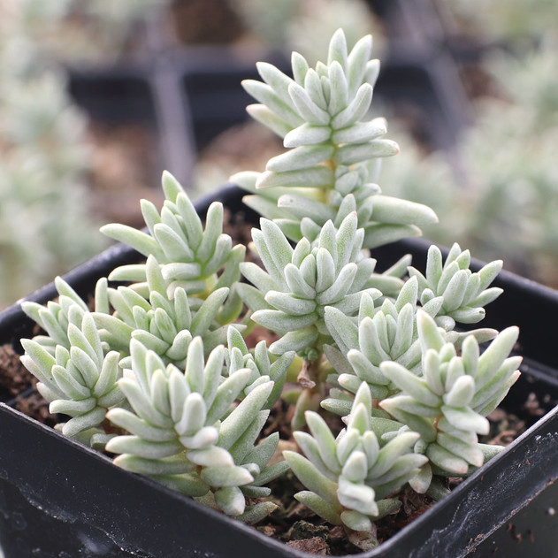 Sedum booleanum