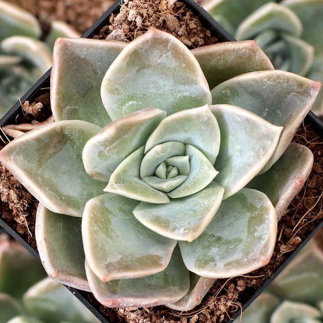 Echeveria rosea