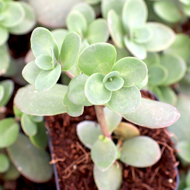 Sedum Sunsparkler® 'Cherry Tart'
