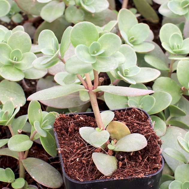 Sedum Sunsparkler® 'Cherry Tart'