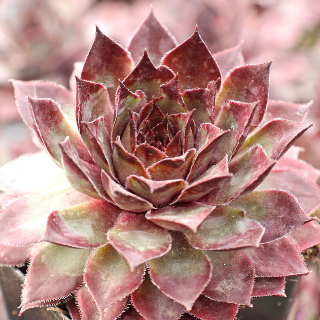 Chick Charms® Butterscotch Baby™