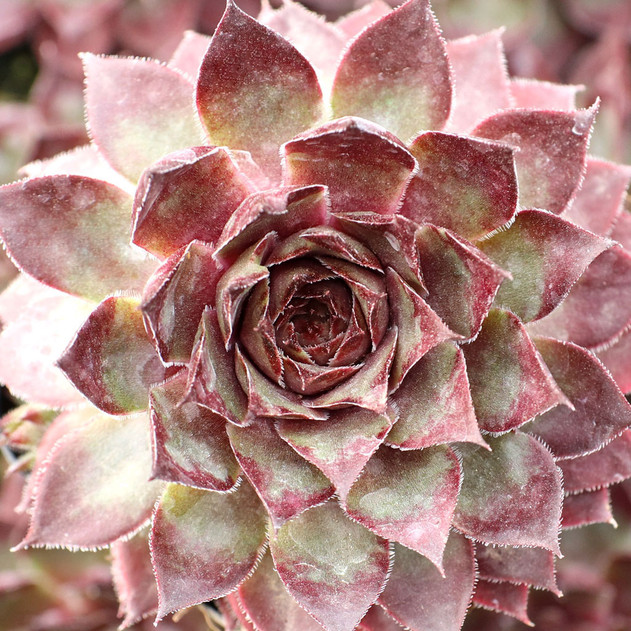 Chick Charms® Butterscotch Baby™