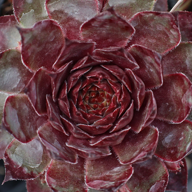 Chick Charms® Butterscotch Baby™