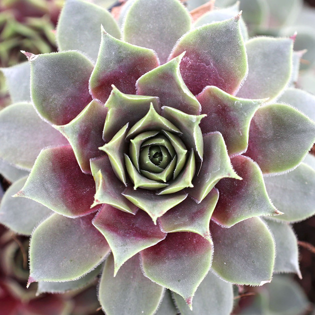 Chick Charms® Grape Galaxy™