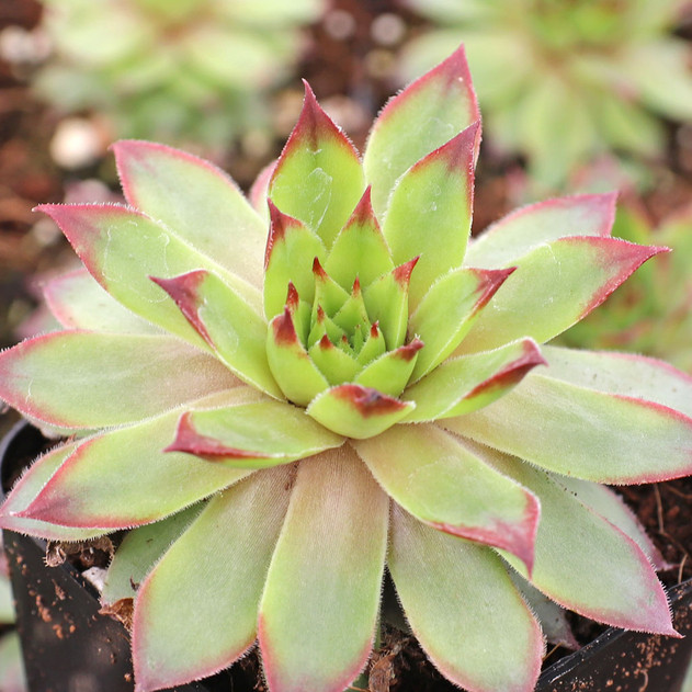 Chick Charms® Pineapple Paradise™ - Young, offseason