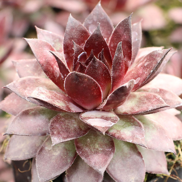 Chick Charms® Pineapple Paradise™