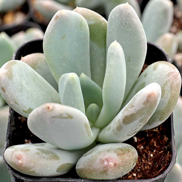 Pachyveria 'Powder Puff'