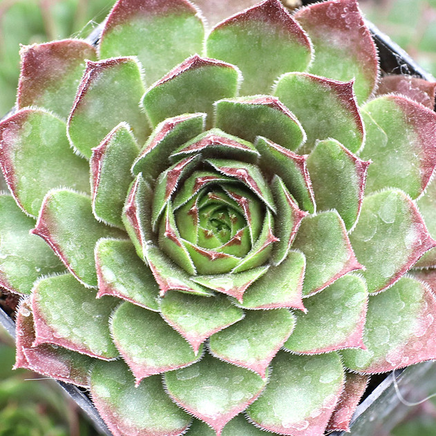 Sempervivum 'Oh My'