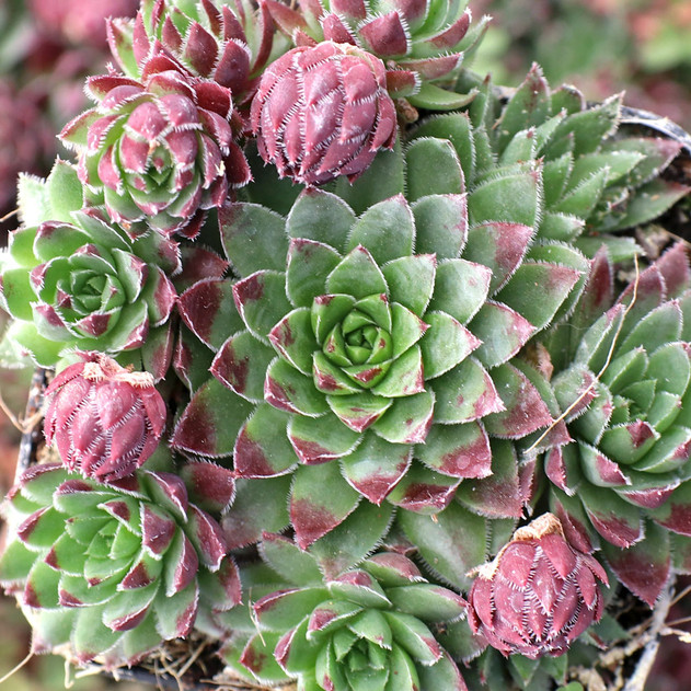 Sempervivum globiferum f/ Budai Mountains