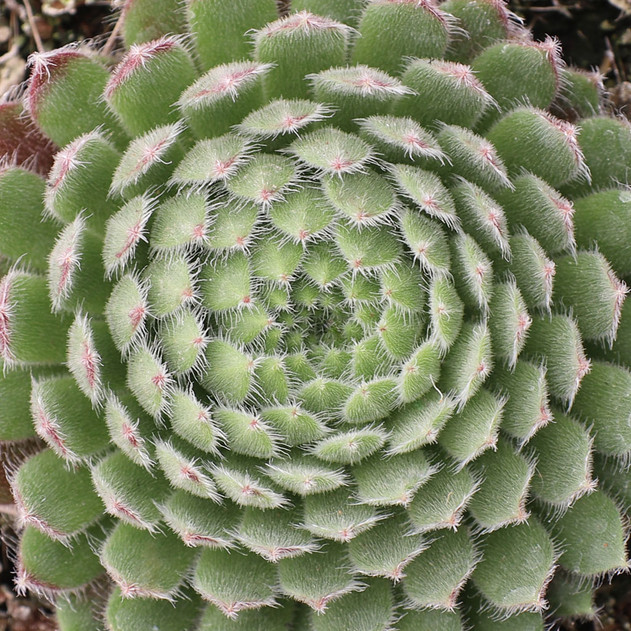 Sempervivum 'Allison'