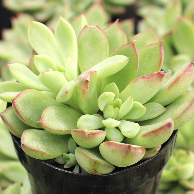 Echeveria 'Starlite'