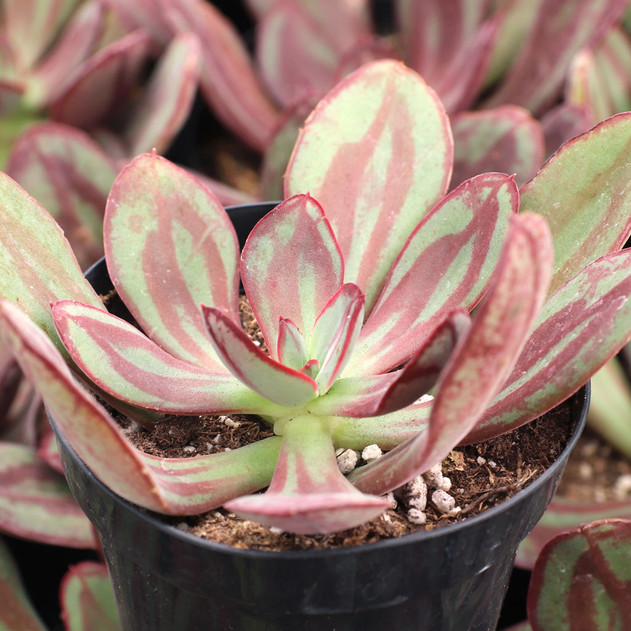 Echeveria nodulosa - Painted Echeveria [large]