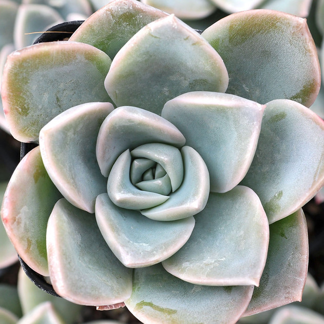 Sedeveria 'Alien Powder'