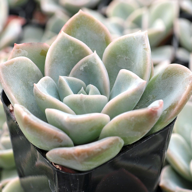 Sedeveria 'Alien Powder'
