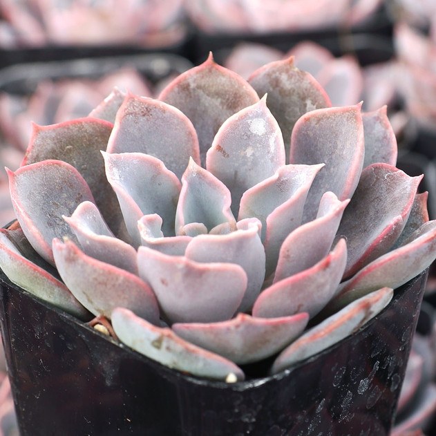 Echeveria 'Morning Light'