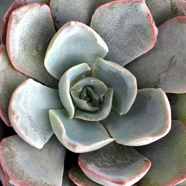 Echeveria 'Morning Light' - October
