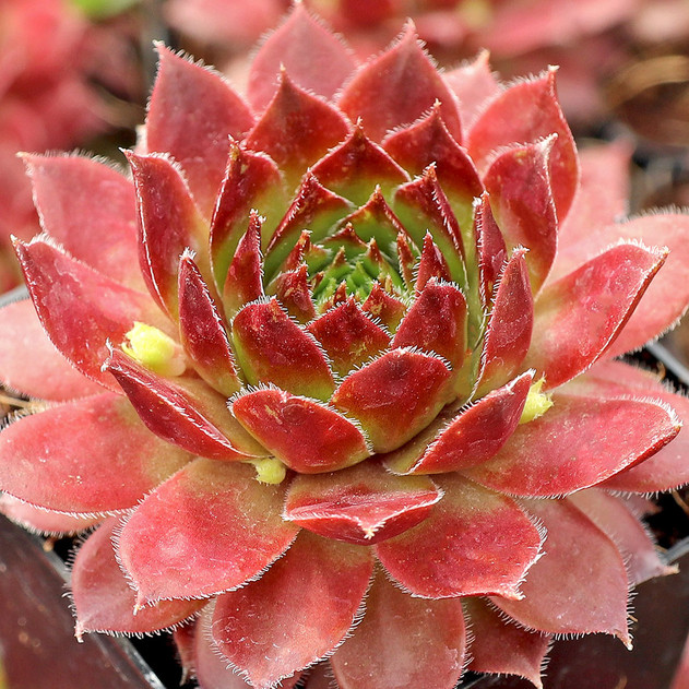 Sempervivum 'Pacific Opal' - March