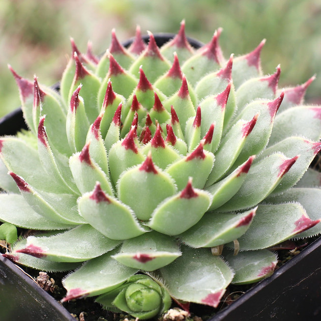 Sempervivum calcareum f/ Mont Ventoux