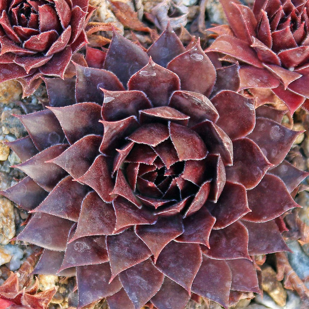 Sempervivum 'Diavolo' (Outdoors) - November