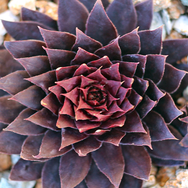 Sempervivum 'Diavolo' (Outdoors) - January