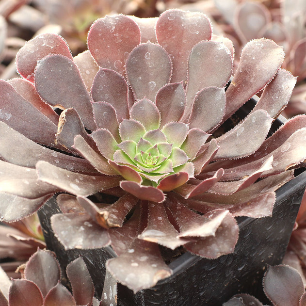 Aeonium arboreum 'Zwartkop'