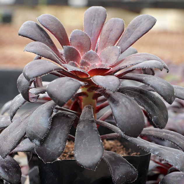 Aeonium arboreum 'Zwartkop' - March