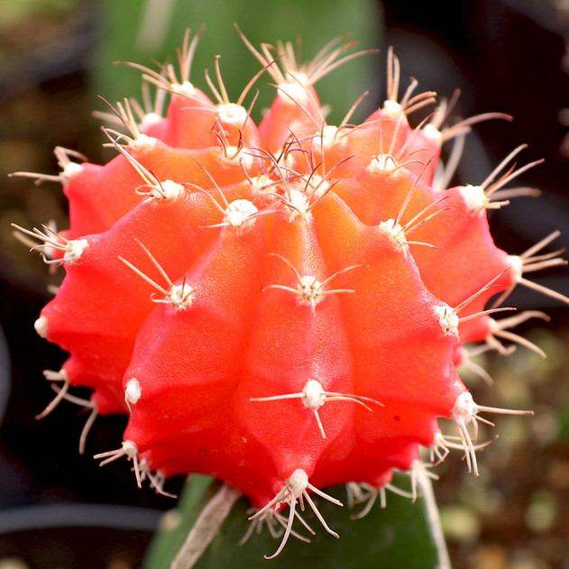 Gymnocalycium Mihanovichii Grafted Moon Cactus Orange Mountain Crest Gardens