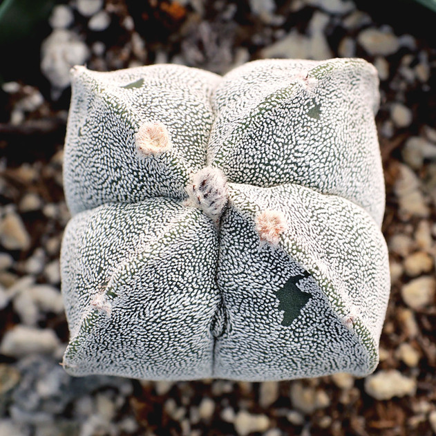 Astrophytum myriostigma - Bishop's Cap