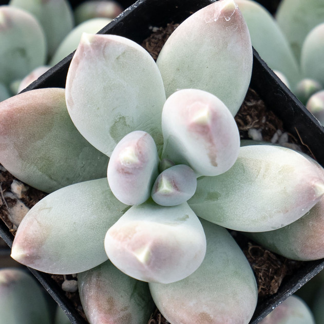 Pachyphytum 'Buster'